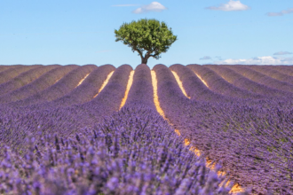 Escape to Provence