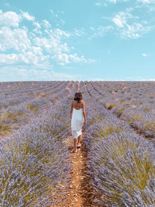 Provence, Lavender