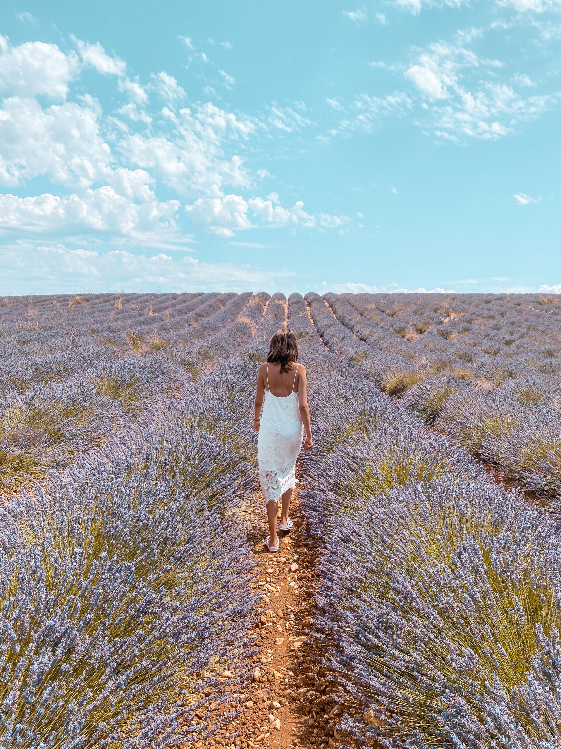 Provence, Lavender